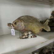 Taxidermy - a piranha fish.
