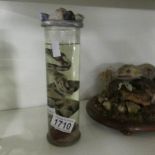 Taxidermy - a snake in a jar.