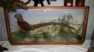 Taxidermy - a cased golden pheasant, case approximately 98 x 47 cm.