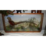 Taxidermy - a cased golden pheasant, case approximately 98 x 47 cm.