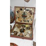 Taxidermy - 2 cases of butterflies, beetles etc.