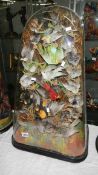 Taxidermy - 20 exotic foreign birds under glass dome, 70 cm tall.