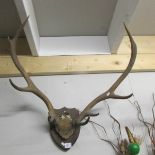 Taxidermy - antlers on shield.