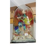 Taxidermy - a display of birds under glass dome.