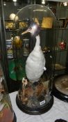 Taxidermy - A great crested grebe under glass dome, 70 cm tall.
