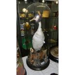 Taxidermy - A great crested grebe under glass dome, 70 cm tall.