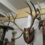 Taxidermy - antlers on wooden shield.