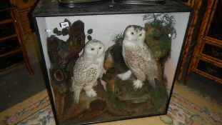 Taxidermy - A superb pair of snowy owls in case 92 x 92 cm.