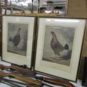 A pair of framed and glazed early prints of Black Breasted dark hen and Streaky Brested red hen.