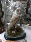 Taxidermy - a barn owl under glass dome.