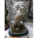 Taxidermy - a barn owl under glass dome.
