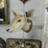 Taxidermy - A duiker head.