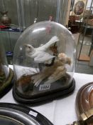 Taxidermy - an albino sparrow and one other bird under glass dome. 28 cm tall.