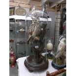 Taxidermy - A European eagle owl under glass dome, 85cm tall.