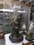 Taxidermy - A European eagle owl under glass dome, 85cm tall.