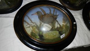 Taxidermy - A water rail in dome fronted frame.