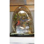 Taxidermy - a Victorian display of 8 exotic birds and various butterflies under glass dome,