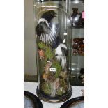 Taxidermy - a pair of magpies and 6 other birds under glass dome 70 cm tall.