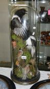 Taxidermy - a pair of magpies and 6 other birds under glass dome 70 cm tall.