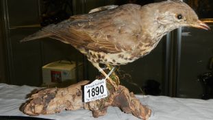 Taxidermy - a thrush.