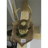 Taxidermy - small horns on a wooden plaque,