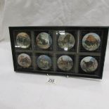A set of 8 framed magic lantern slides depicting wild animals.