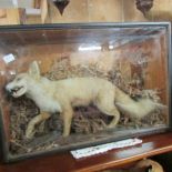 Taxidermy - a cased albino fox.