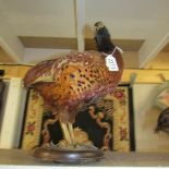 Taxidermy - a pheasant.