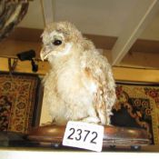 Taxidermy - a tawny owl chick,