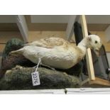 Taxidermy - a pin tailed duck.