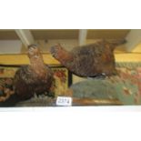 Taxidermy - a pair of grouse.