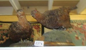 Taxidermy - a pair of grouse.