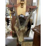Taxidermy - a goats head on plaque.