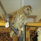 Taxidermy - a tawny owl.