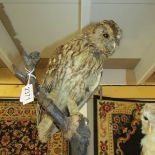 Taxidermy - a tawny owl.