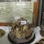 A Victorian fruit display under glass dome.