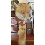 Taxidermy - a good fox head on plaque complete with 'brush'.