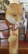 Taxidermy - a good fox head on plaque complete with 'brush'.