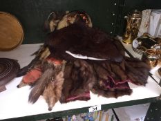 A Fox stole and fur hat