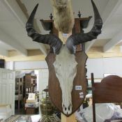 An Ibex skull on wood plaque.