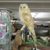 Taxidermy - a barn owl.