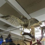 Taxidermy - a buzzard in flight.