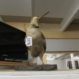 Taxidermy - a Woodcock.