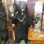 Taxidermy - A standing Asian black bear or moon bear on wooden plinth.