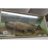 Taxidermy - a cased fish.