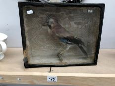 A cased taxidermy of a Jay
