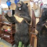 Taxidermy - an Asian black bear or moon bear standing 6ft tall.