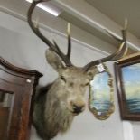 Taxidermy - a stag's head.