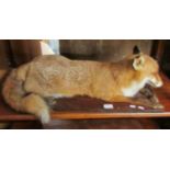 Taxidermy - a reclining fox on wooden base.