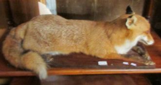 Taxidermy - a reclining fox on wooden base.